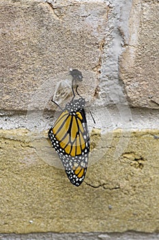 Newly hatched monarch