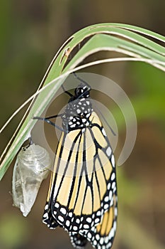 Newly hatched monarch