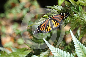 Newly hatched monarch butterfly