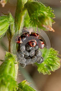 Newly hatched nymphs of the shield bug Carpocoris purpureipennis on common agrimony, Agrimonia eupatoria plant