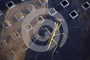 Newly hatched praying mantis nymph