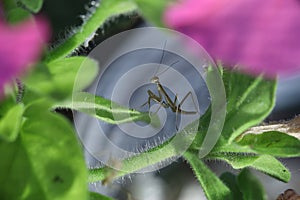 Newly hatched praying mantis nymph