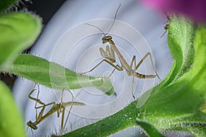 Newly hatched praying mantis nymph