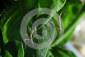 Newly hatched praying mantis nymph