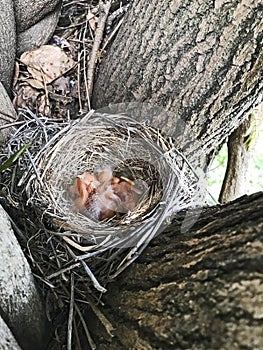 Newly Hatched Robins in a Nest