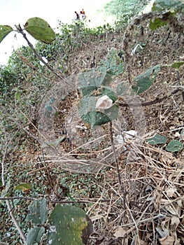 Newly hatched spiderlings emerge from the cocoon