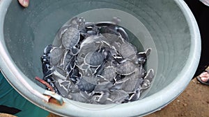 Newly hatched turtles at the Sukamade Turtle conservation
