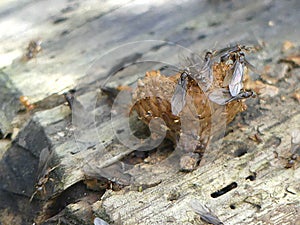 Newly Hatched Winged Insects Devour an Acorn on an Old Log