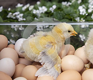 newly hatched yellow chick, spreading its wings, sits in a box with many eggs stacked in it