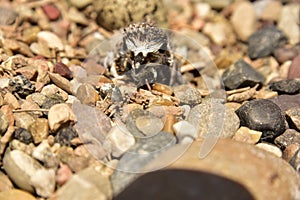 Newly hatching Killdeer chick emerging from it`s egg.