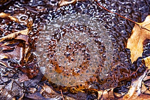 Newly laid frog eggs from European common brown frog, Rana temporaria