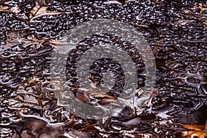 Newly laid frog eggs from European common brown frog, Rana temporaria