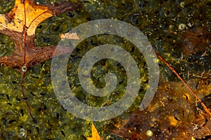 Newly laid frog eggs from European common brown frog, Rana temporaria, in a frog pond