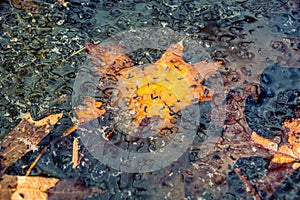 Newly laid frog eggs from European common brown frog, Rana temporaria, in a frog pond