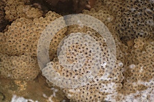 Newly Laid Frog Spawn