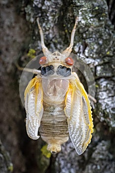 A newly molted 17-year cicada grasps to the rough tree bark.