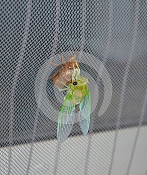 Newly molted cicada on screen