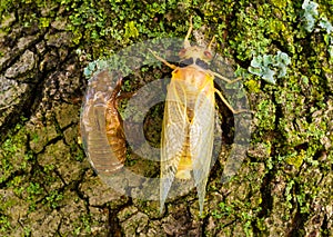 Newly molted cicada photo