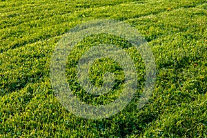 Newly mowed grass lawn with tire diagonals photo