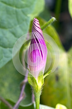 Newly opened climbing flower ipomea