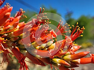 Newly opened ocotillo flowers in Tucson, Arizona