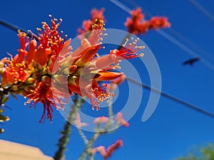 Newly opened ocotillo flowers in Tucson, Arizona