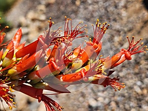 Newly opened ocotillo flowers in Tucson, Arizona