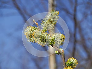 Newly opened pussy willow flowers in spring