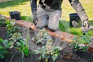 A newly panted ever green plant in front of a male gardener kneeling on a brick lawn edging in front of  a flower bed