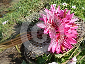 Newly pick blooming pink waterlily from the pond in tropical garden