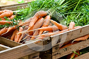 Newly picked carrots in a wooden boxin summer.