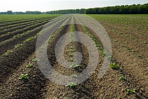 Newly planted crop