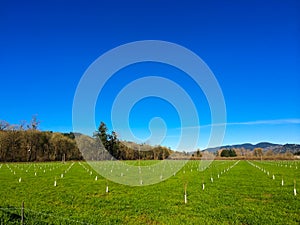 Newly Planted Filbert Orchard