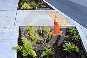 Newly planted median between the curb and new sidewalk, fresh plants and dirt, and pvc irrigation pipe and connectors