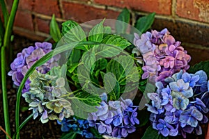 Newly Planted Mophead Hydrangeas photo