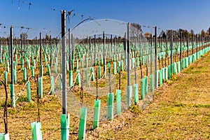 Newly planted orchards organized into rows