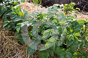 Newly planted potatoes