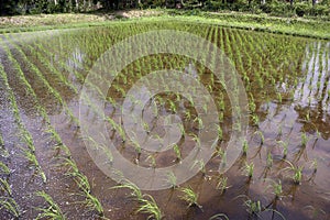 Newly Planted Rice Field In Thailand