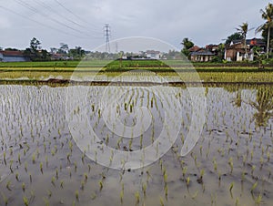 Newly planted rice fields are inundated with water