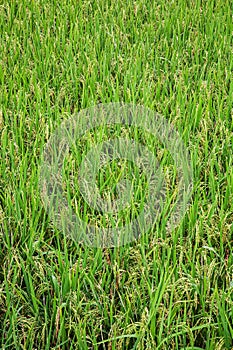 Newly planted rice paddies growing in southeast China photo