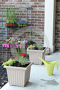 Newly planted spring flowers in flowerpots