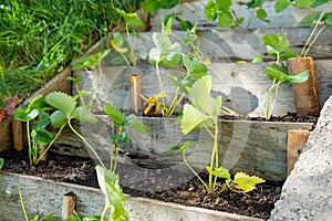 Newly planted strawberry seedlings in the garden with staggered rows