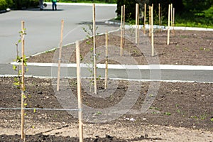 Newly planted trees along the road