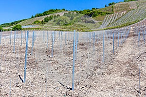 Newly planted vineyard with metal posts nearby Bernkastel-Kues