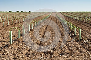 Newly planted vineyards