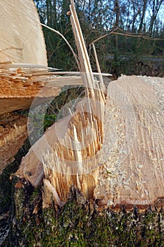 Newly Sawed Tree Trunk in the Woods photo