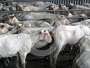 Newly Sheared Sheep