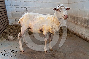 Newly Sheared Sheep
