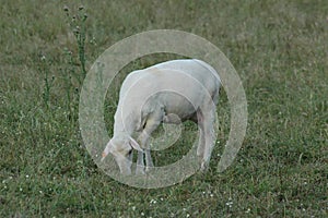 Newly sheared sheep grazing in the field