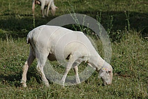 Newly sheared sheep grazing in the field